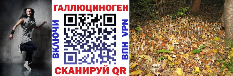 Купить где  Темрюк  Галлюциногенные грибы Cubensis 